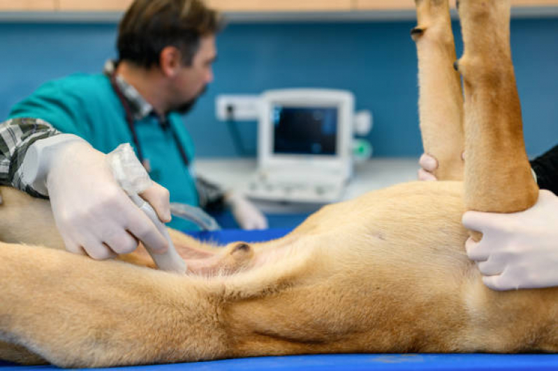 Onde Fazer Exame de Ultrassom para Cachorro Parque das Universidades - Exame de Ultrassom Encefálico Animal