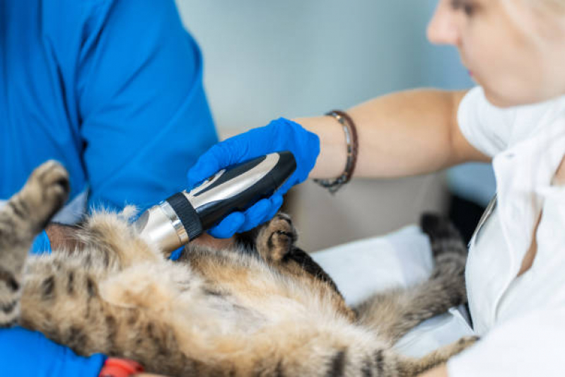 Onde Fazer Exame de Ultrassom para Gato Vila Teixeira - Exame de Ultrassom Articular para Animais