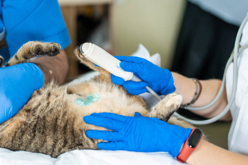 Onde Fazer Exame de Ultrassom para Gatos Centro - Exame de Ultrassom em Cachorro