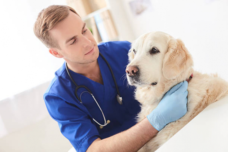Onde Fazer Exame de Urina de Cachorro Jardim Interlagos - Exame de Eletrocardiograma Pet