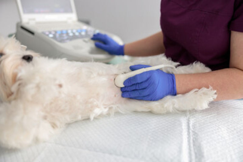 Onde Fazer Ultrassom Abdominal em Gatos Centro - Ultrassom para Cachorro