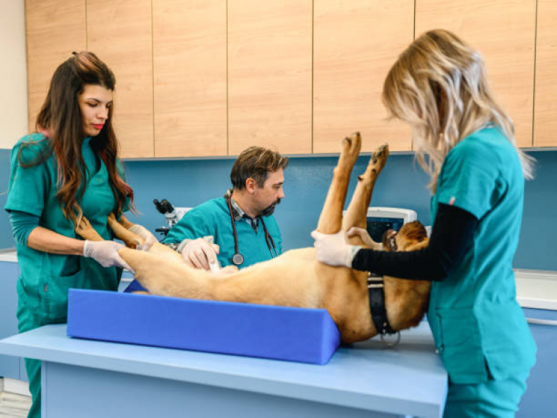 Onde Fazer Ultrassom para Cachorro Louveira - Ultrassom Articular para Animais