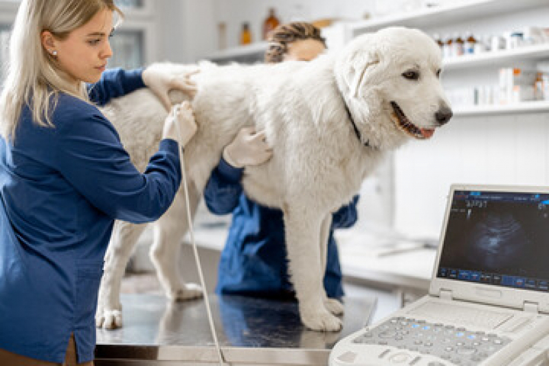 Onde Fazer Ultrassom para Cães e Gatos Vinhedo - Ultrassom Articular para Animais