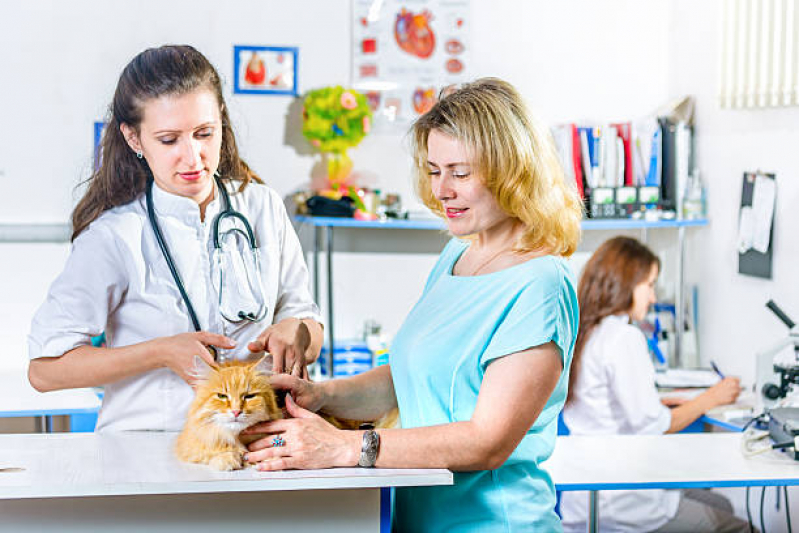 Onde Tem Hematologista para Animais Parque Oziel - Oftalmologista para Gato