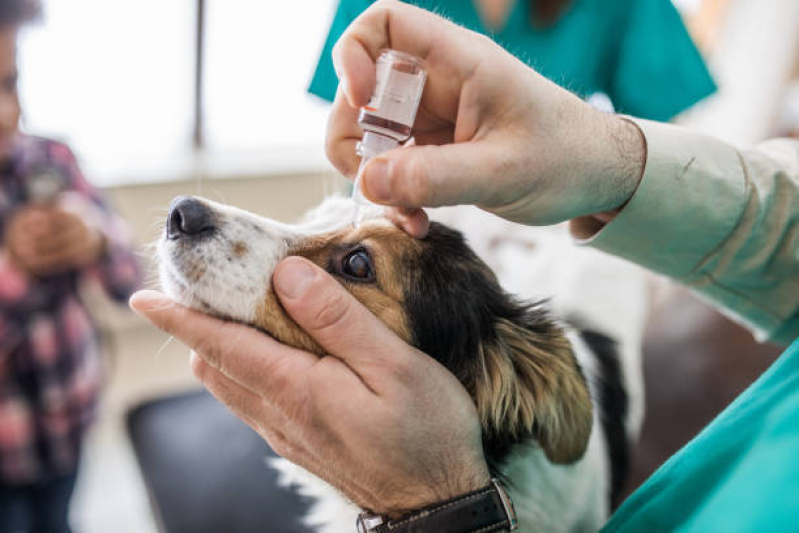 Onde Tem Oftalmologista para Cachorro Ponte Preta - Oncologista para Animais