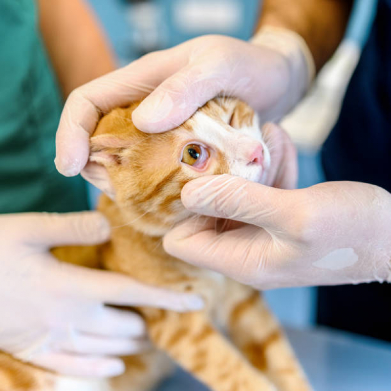 Onde Tem Oftalmologista para Gato Campos Elíseos - Oncologista para Animais
