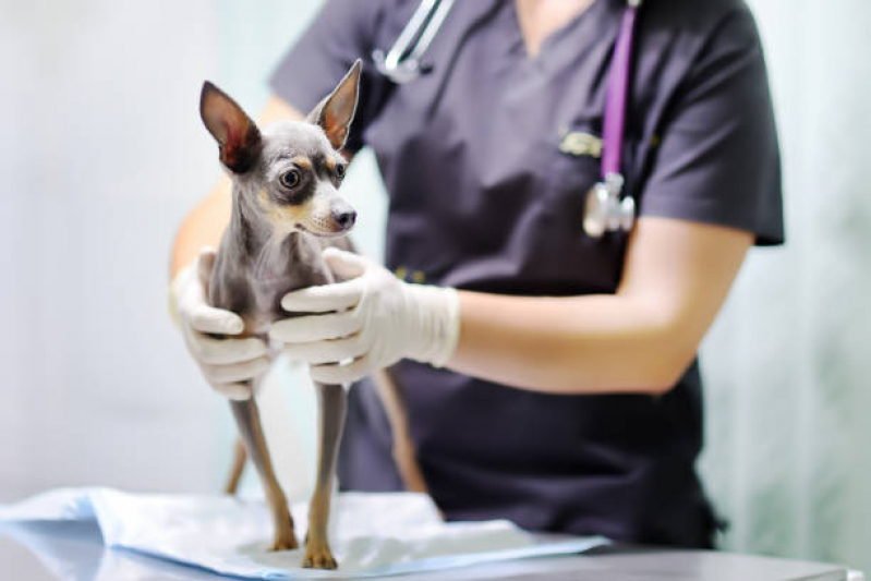 Pneumologista Animal Nova Campinas - Oftalmologista para Cachorro
