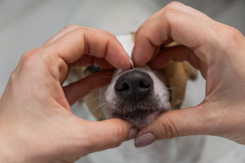 Preço de Exame de Fezes Cachorro Residencial Shangrilá - Exame de Eletrocardiograma em Cães e Gatos