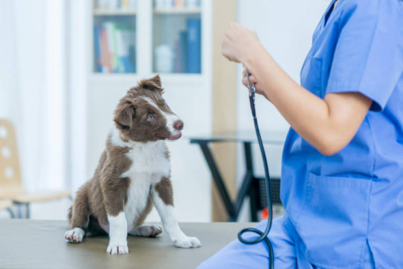 Preço de Exame de Fezes para Cachorro Jardim Leonor - Exame de Eletrocardiograma em Animais