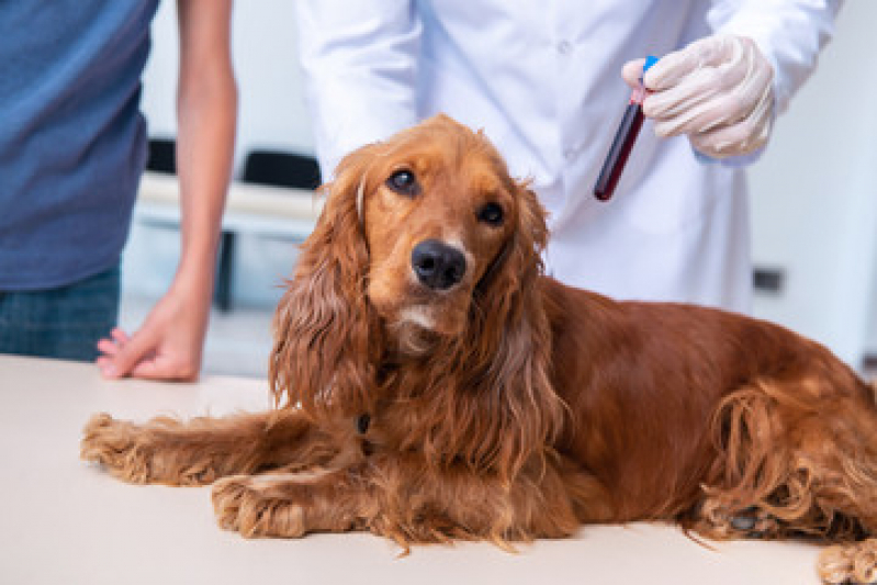 Preço de Exame Hemograma Cachorro Jardim das Oliveiras - Exame de Sangue Veterinário