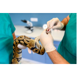 clínica veterinária animais silvestres telefone Nova Campinas