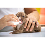 clínica veterinária animal contato Botafogo