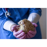 clínica veterinária de animais exóticos contato Nova Odessa