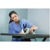 clínica veterinária especializada ultrassom de coelhos telefone Vila Pompeia
