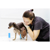 clínica veterinária para animais contato Parque São Quirino
