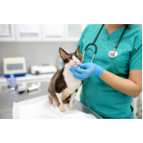 clínica veterinária para animais Parque Oziel