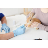 contato de clínica veterinária especializada ultrassom de coelhos Jardim Bela Vista