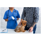 endereço de veterinário especialista em cachorros Indaiatuba
