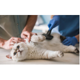 endereço de veterinário especialista em gatos Parque da Hípica