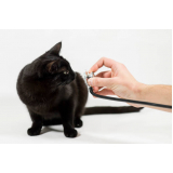 exame de eletrocardiograma em cães e gatos Vila Antônio
