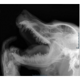 exame de raio x crânio do cachorro clínica Vila Ângela Marta