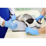 exame de raio x da pata do cachorro clínica Jd Okita