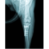 exame de raio x da pata do gato clínica Vila Ipê