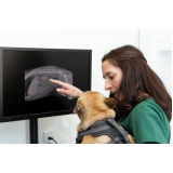 exame de raio x gestacional animal clínica Vila San Martin