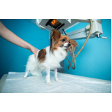 exame de raio x para cachorro Recanto dos Dourados