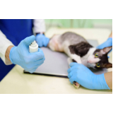 exame de raio x para gato Vila Ipê