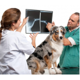 exame de raio x pata do cachorro clínica Alto do Taquaral