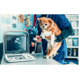 exame de raio x pata do cachorro Bosque