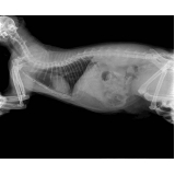 exame de raio x pata do gato Swiss Park