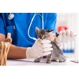 exame de sangue em gato valor Fundação da Casa Popular