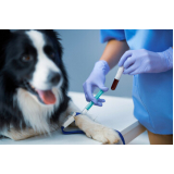 exame de sangue veterinário valor Vale Verde