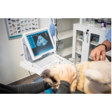 exame de ultrassom articular para animais Vila Lovato