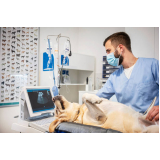 exame de ultrassom em cachorro Jardim Pauliceia