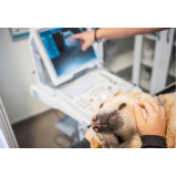 exame de ultrassom em cachorros marcar Notre Dame