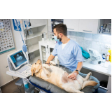 exame de ultrassom em cachorros Jardim Novo São José
