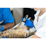 exame de ultrassom em gatos marcar Jardim Guanabara