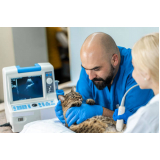 exame de ultrassom em gatos Centro