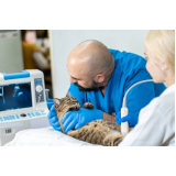 exame de ultrassom para gato Vila Marieta