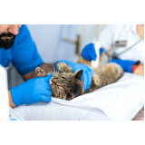 exame de ultrassom para gatos marcar Parque Industrial