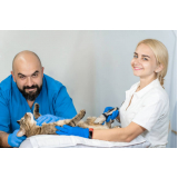 exame de ultrassom para gatos Fundação da Casa Popular