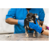 exame de urina em cães Vila IAPI