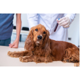 exame hemograma cachorro valor Carlos Gomes