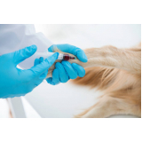 exame hemograma cachorro Lourenço