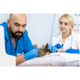 Exame de Ultrassom Articular para Animais