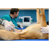 Exame de Ultrassom em Cachorro