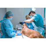 gastrologista para animais Vila Industrial